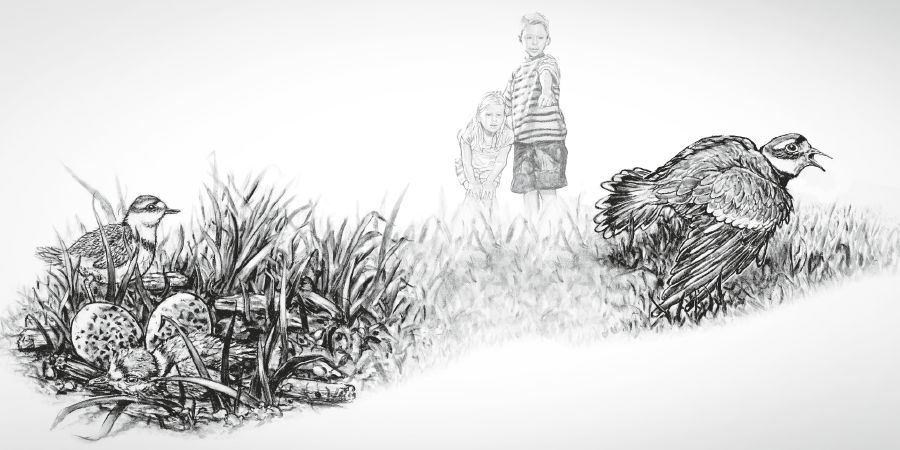’n Mavoël maak asof sy seergekry het deur haar vlerk te sleep wanneer kinders naby haar kuikens kom