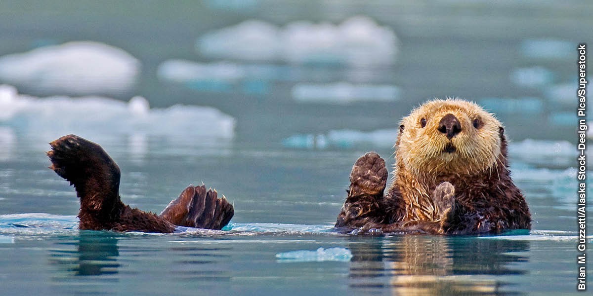 Sea otter