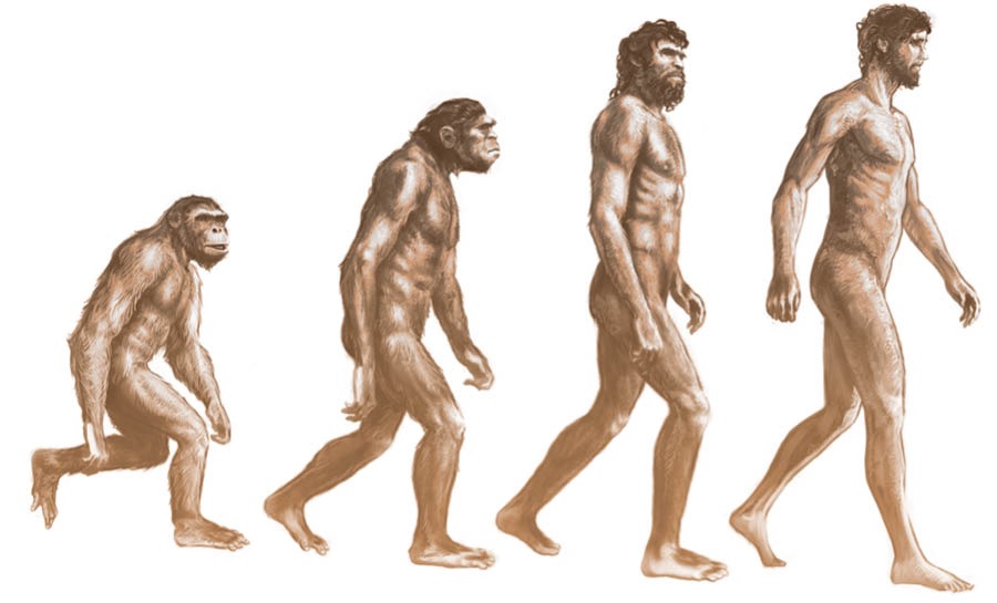 Етапи на еволюцията от маймуна до човек според теорията за еволюцията.