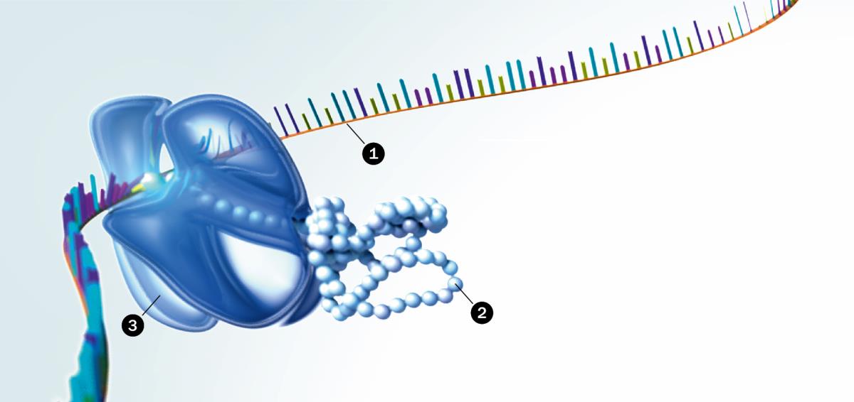 RNA，蛋白質，核糖體