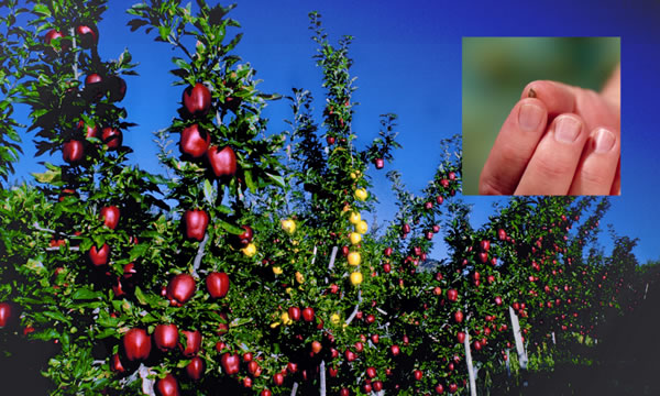 Sad plný zralých jablek. Na vloženém obrázku někdo drží mezi palcem a ukazováčkem drobné semínko jablka