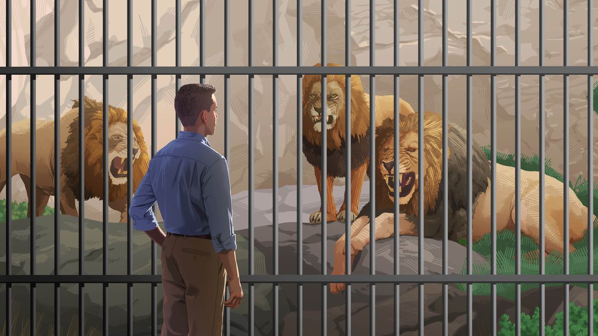 Un hermano observa unos leones enjaulados.