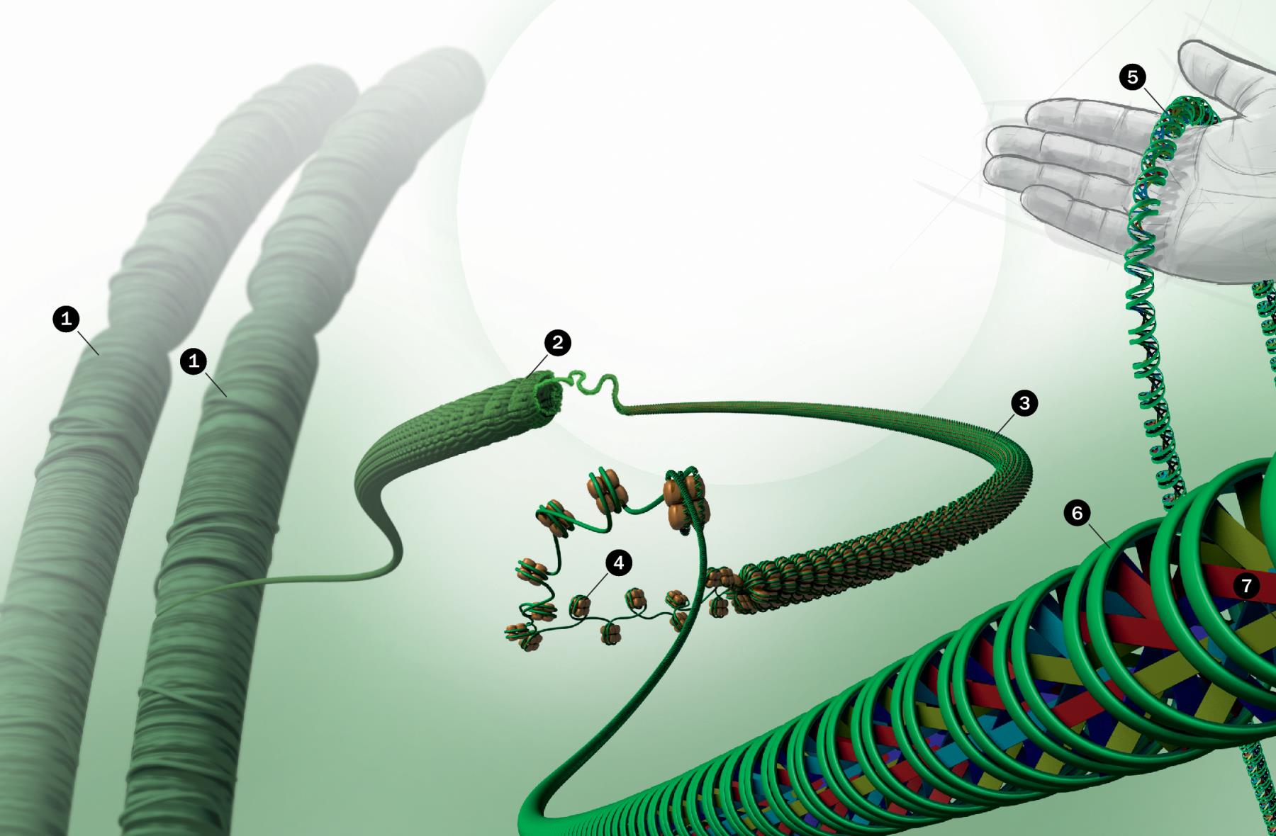 Dna pakket ind i cellekernen