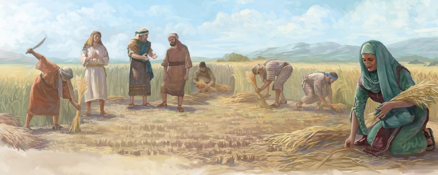 Ruth samler korn i Boaz’ mark