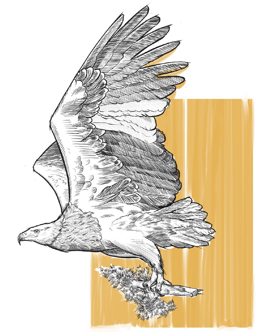 Ein Adler hält in seinen Klauen einen Trieb von einer Zeder.