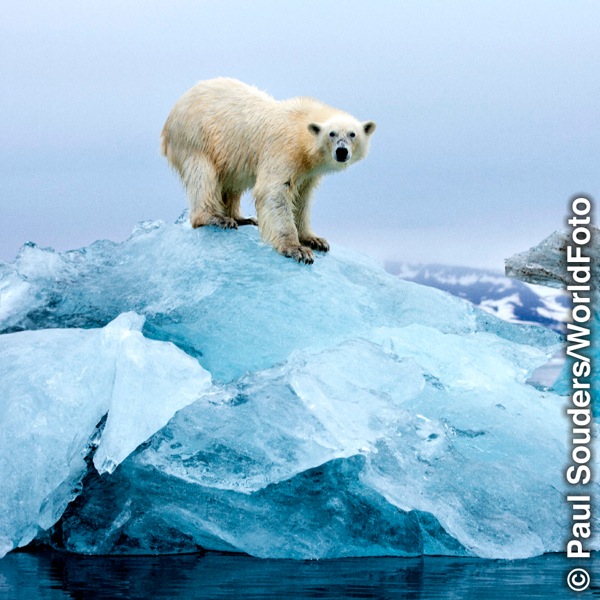 Ein Eisbär auf einem kleinen Eishügel