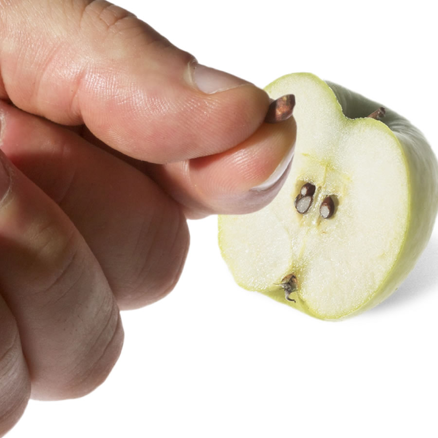 An apple seed