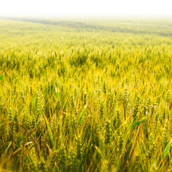 A large crop ready for harvesting.