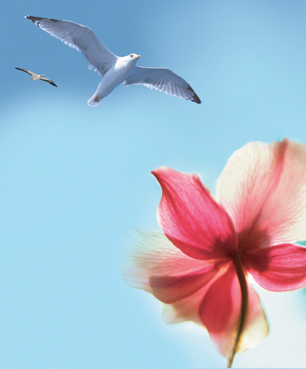 Two seagulls flying in the sky and a flower.