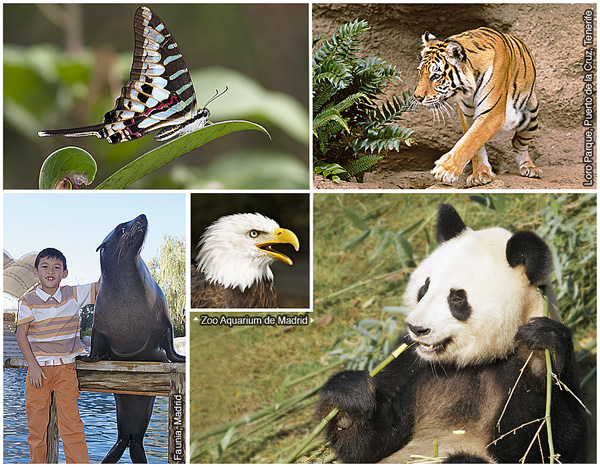 1. Tropical butterfly, 2. Bengal tiger, 3. Giant panda, 4. Bald eagle, 5. California sea lion