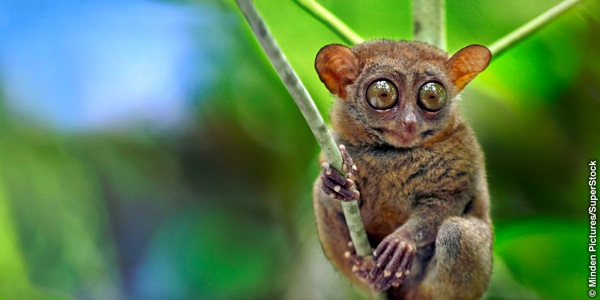A tarsier