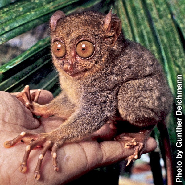 A tarsier sitting on a man’s hand