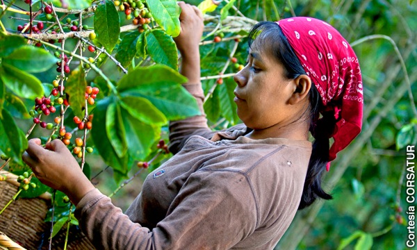 A woman picking coffee beans