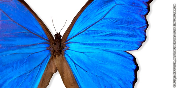Giant Blue Morpho butterfly