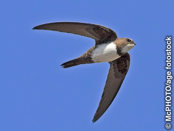 An alpine swift