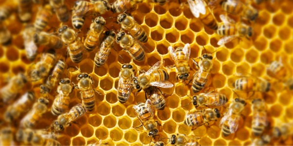 Honeybees working on their honeycomb
