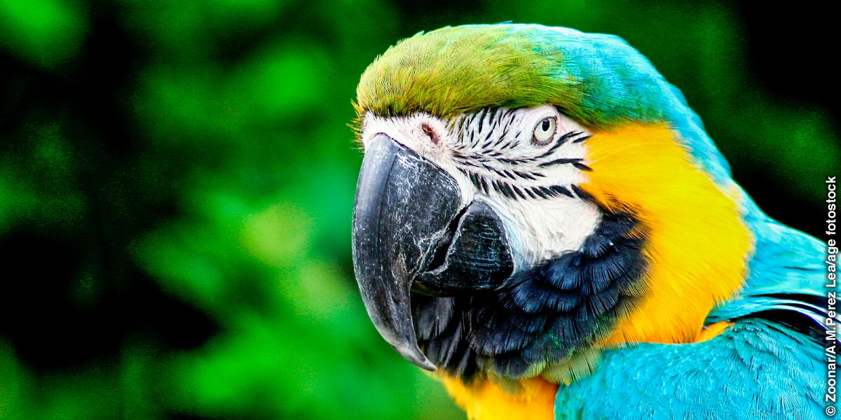 A blue-and-yellow macaw