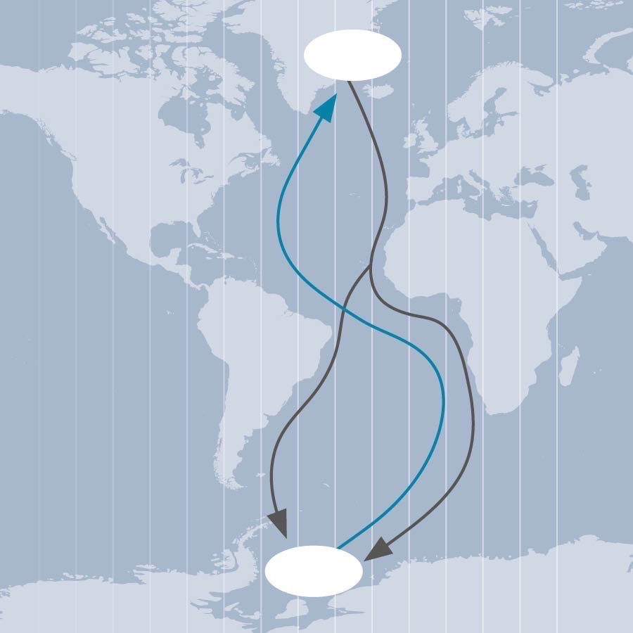 Arctic tern migration path over the Atlantic Ocean