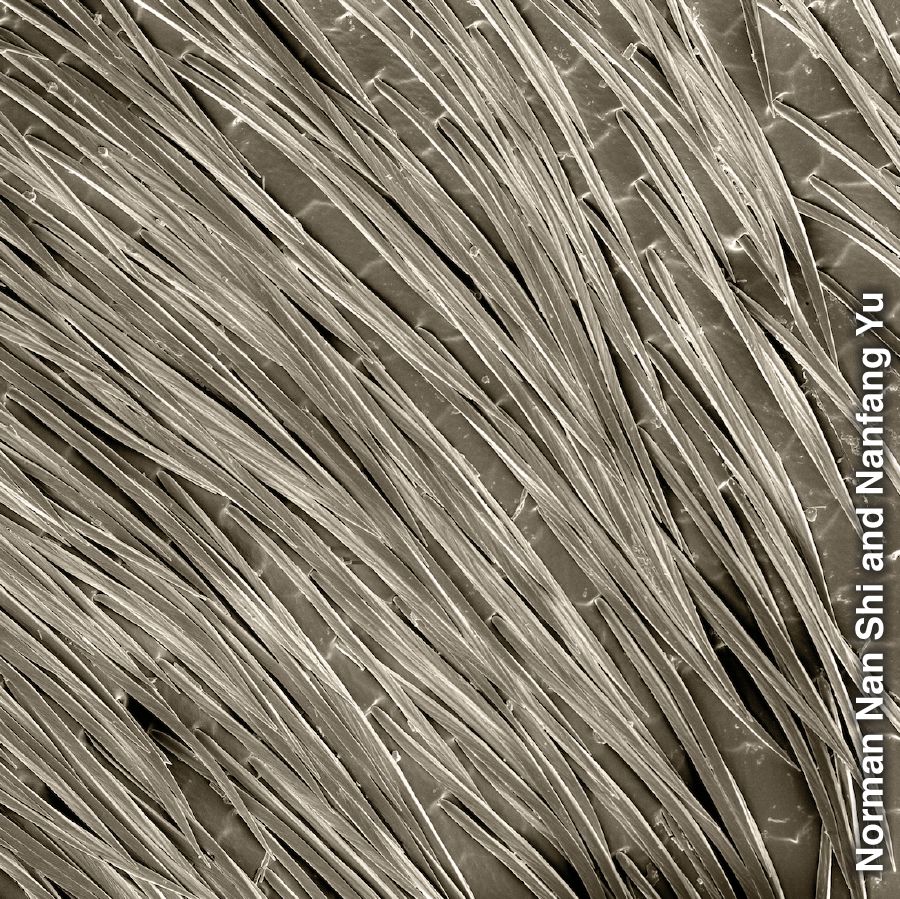 The Saharan silver ant’s special hairs are part of its compound heat shield