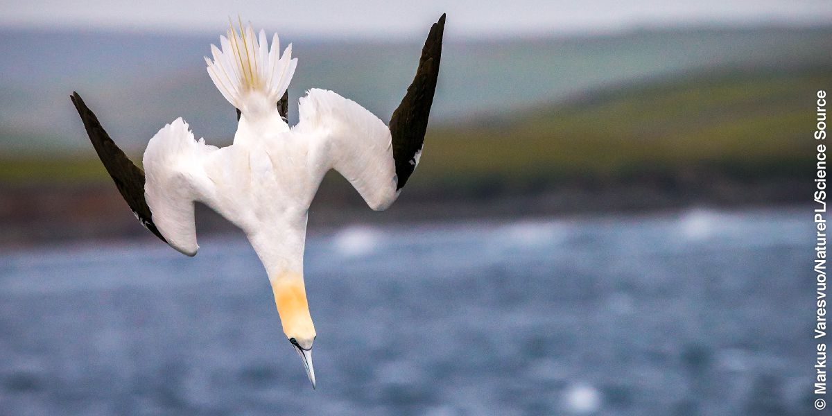A gannet diving into the water.