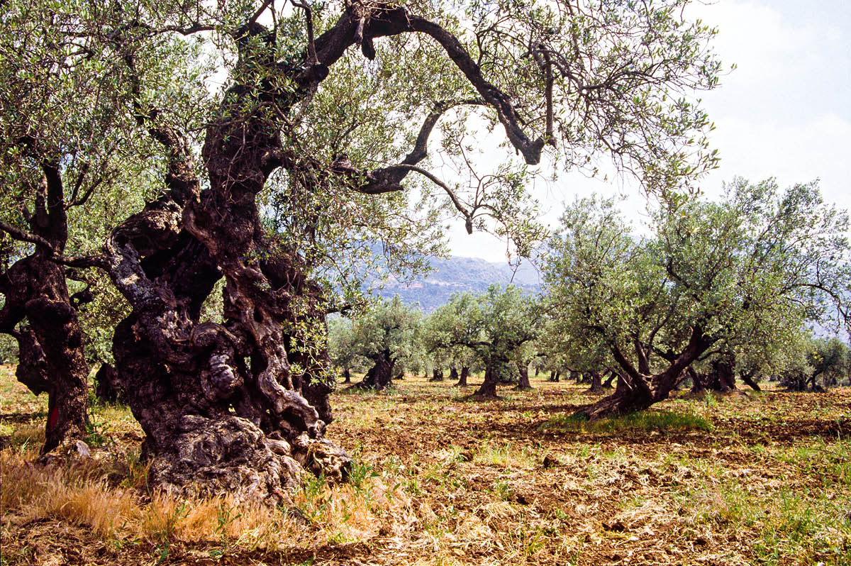 [Picture on page 543]