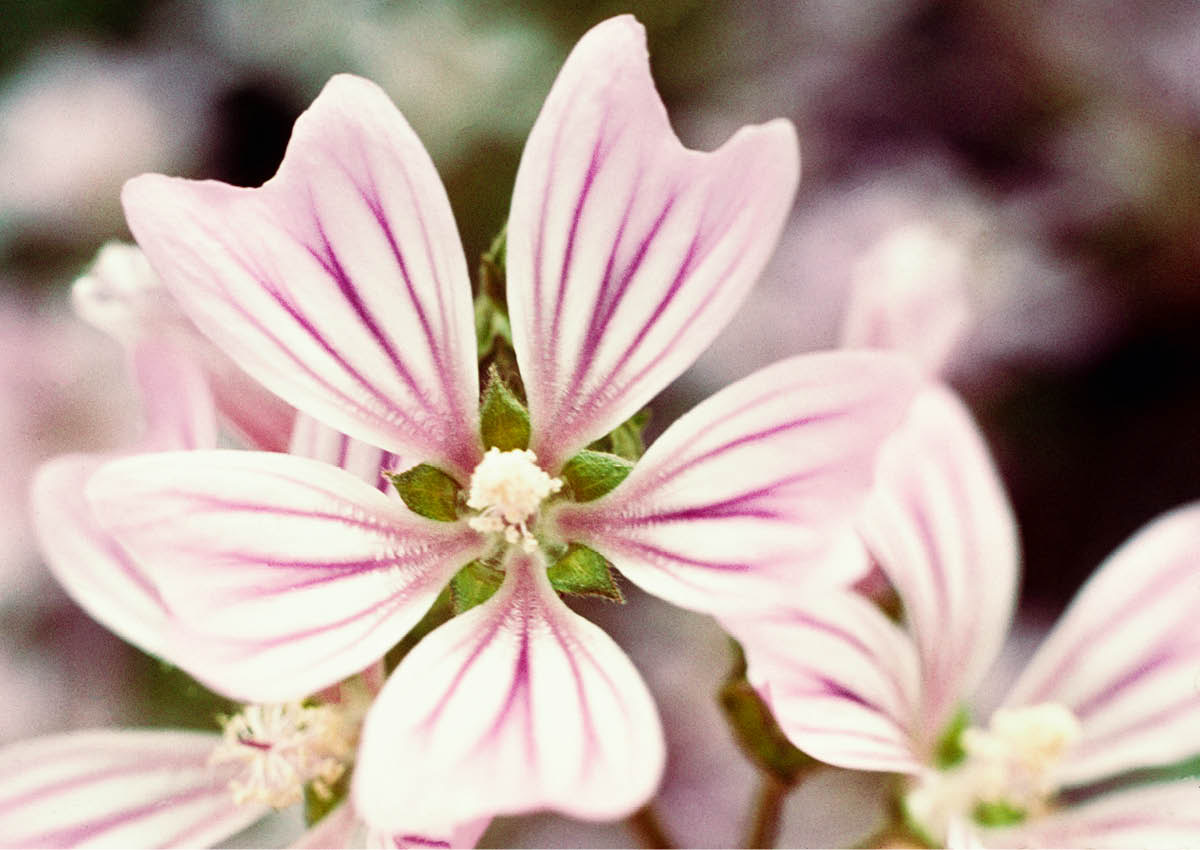 [Picture on page 543]