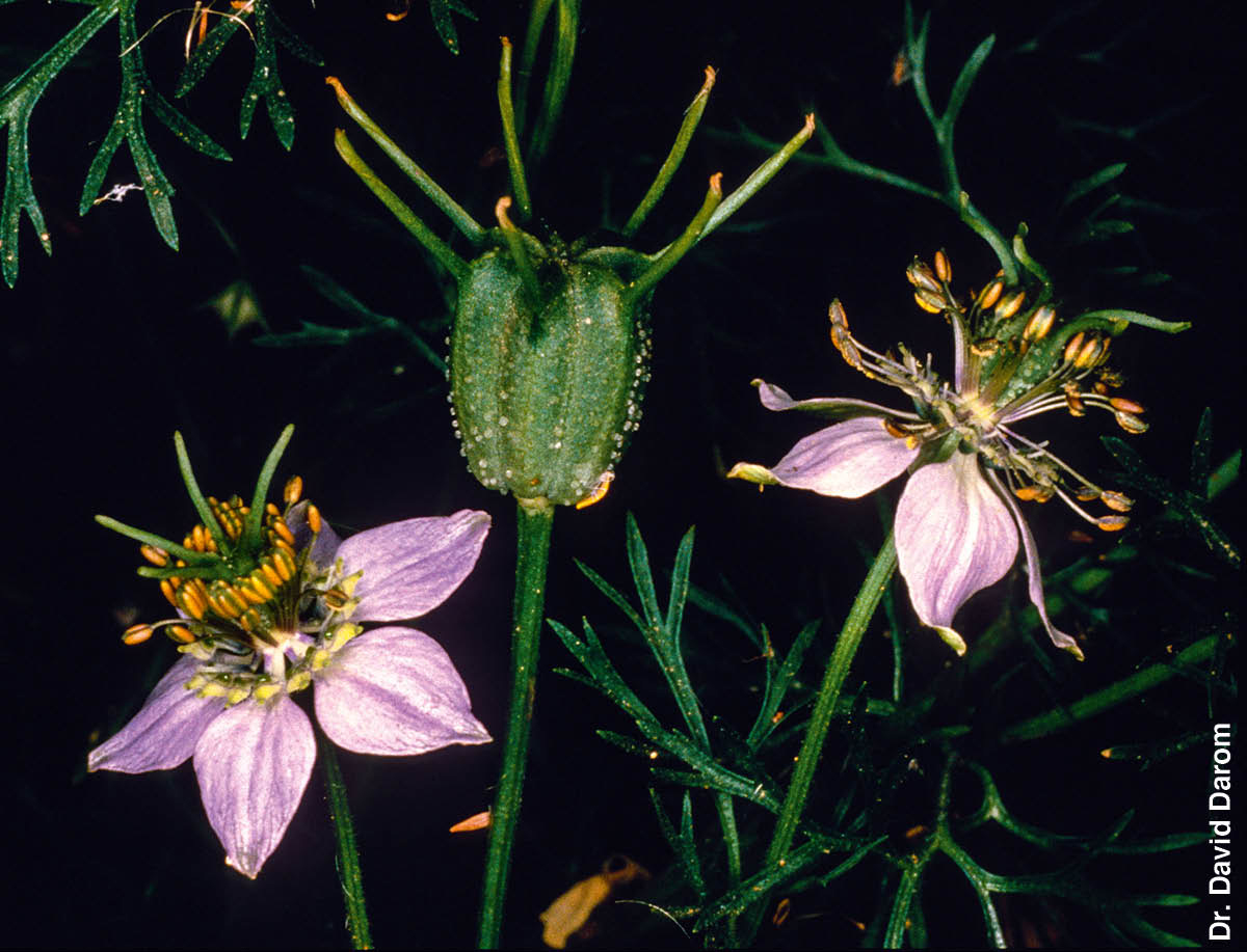 [Picture on page 543]