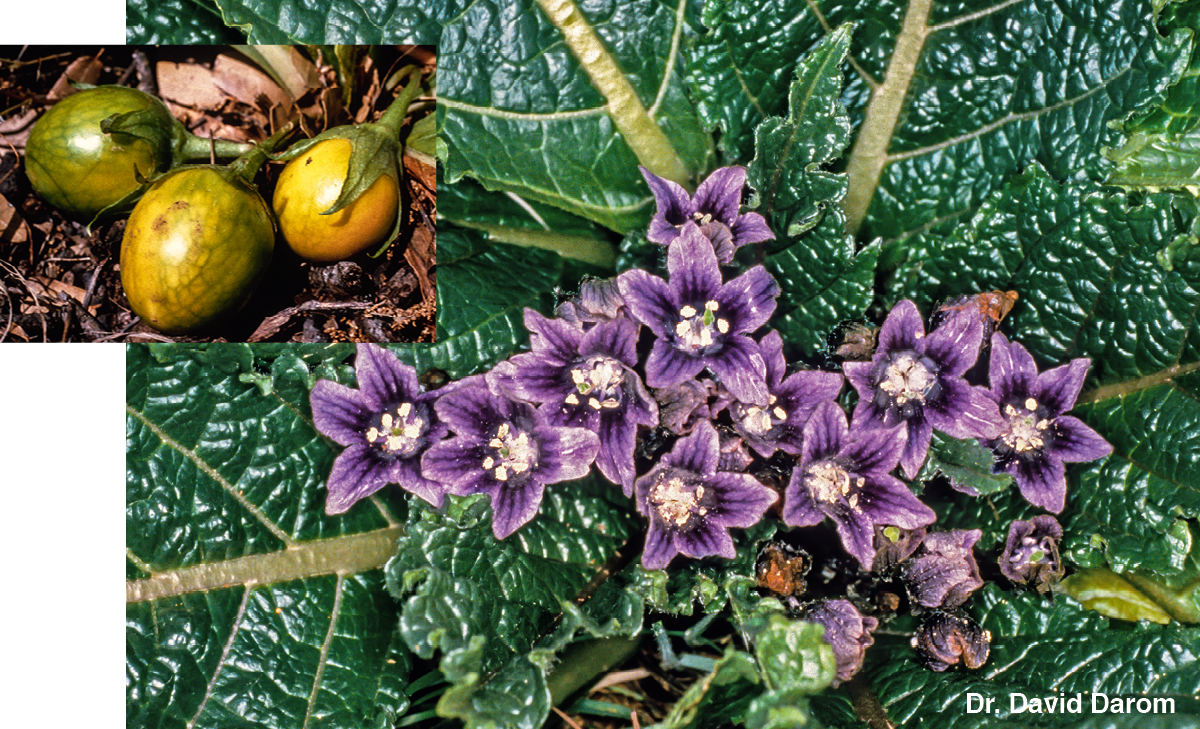 [Pictures on page 544]