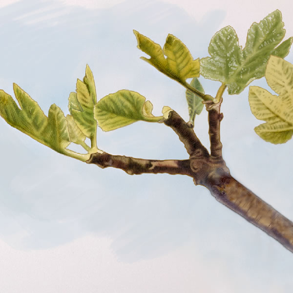 A fig tree branch with leaves, but no fruit