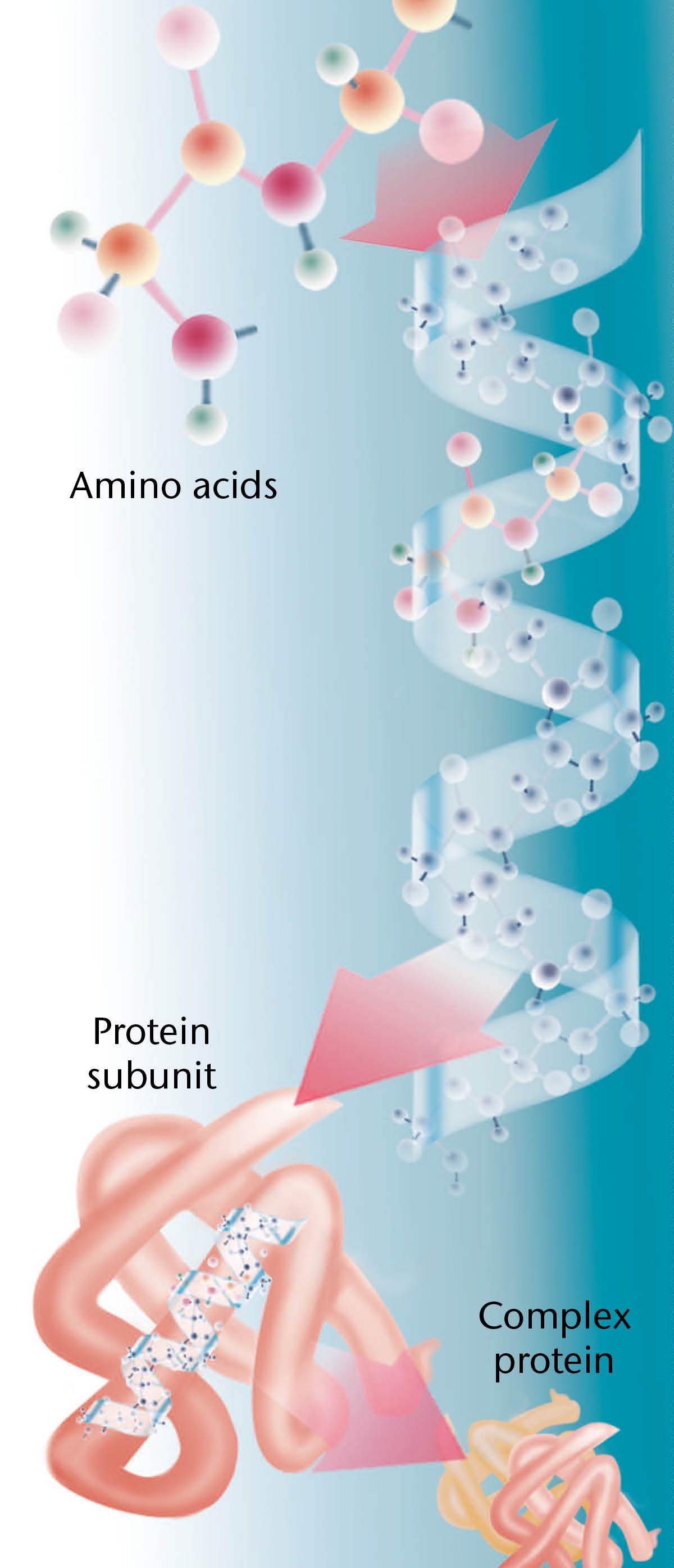 Parts of a typical protein