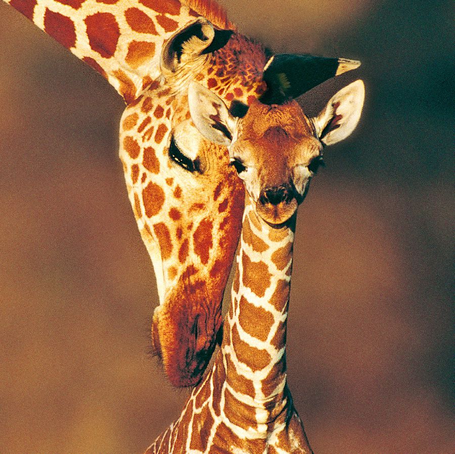 A giraffe with its baby