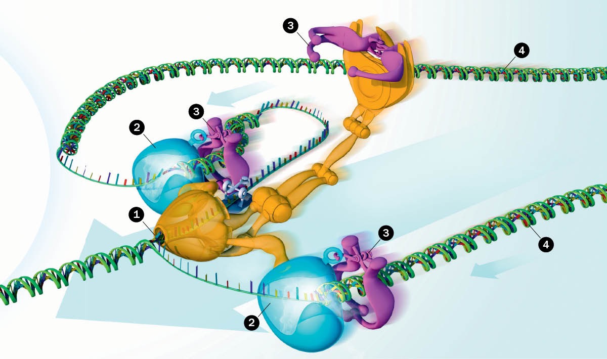 DNA being copied by an enzyme machine