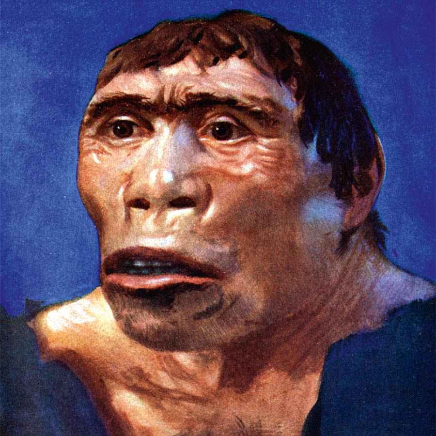 An artist’s rendition of facial features, skin tone, and hair of an extinct creature