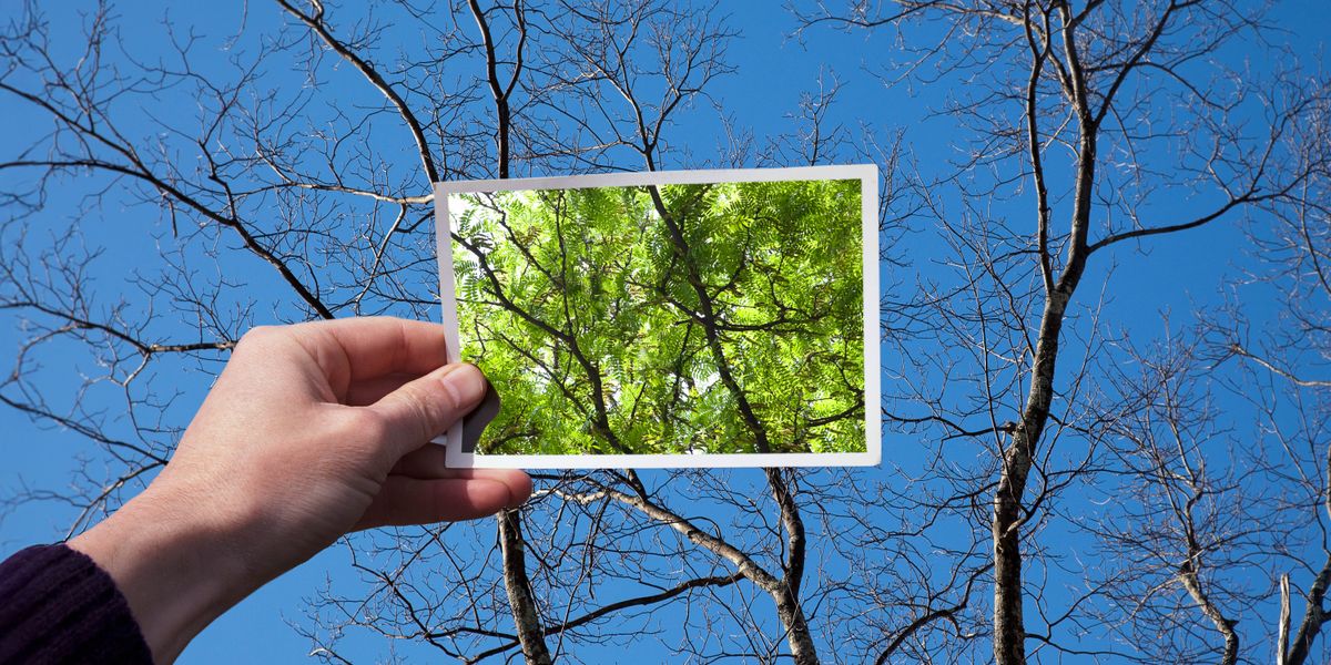 A person holding up a photo of leafy green trees and comparing them to the leafless trees in front of him.