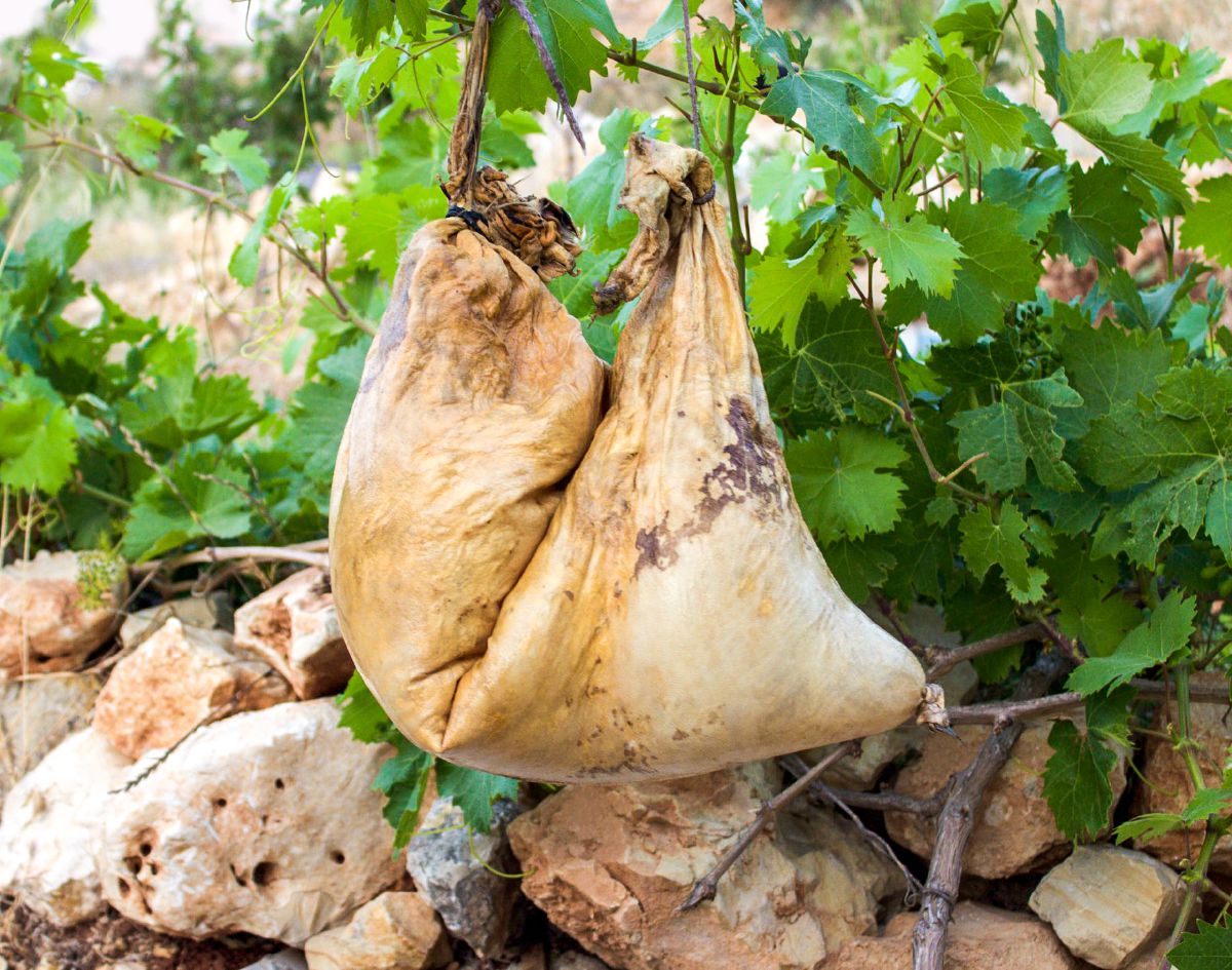 Animal Skins Used to Store Wine