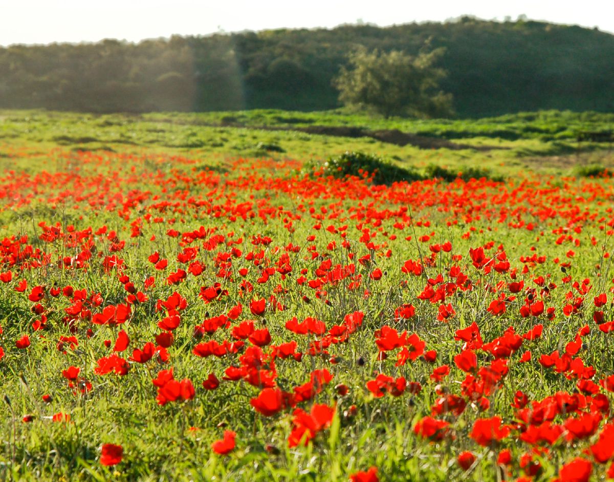 Lilies of the Field