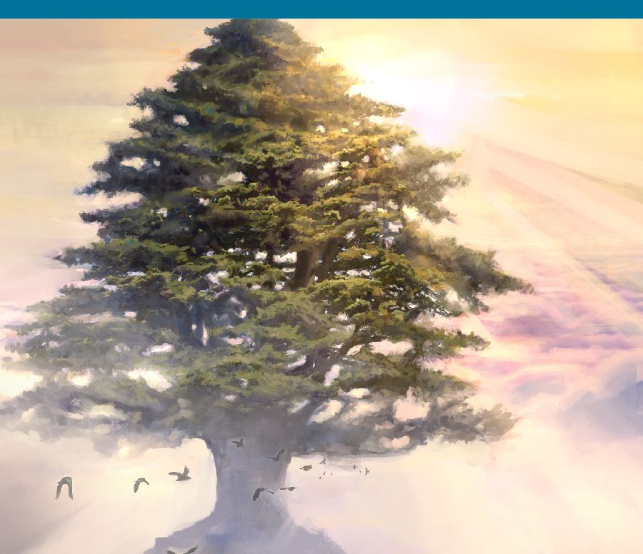 Birds flying around a large cedar tree.