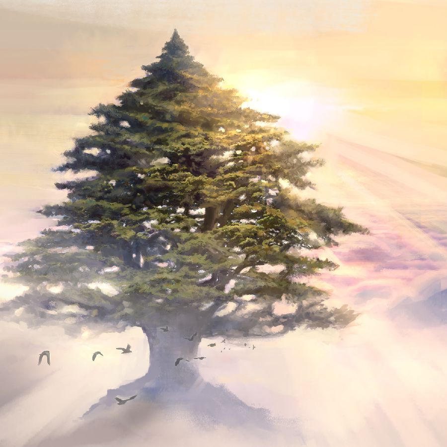 Birds flying around a large cedar tree.