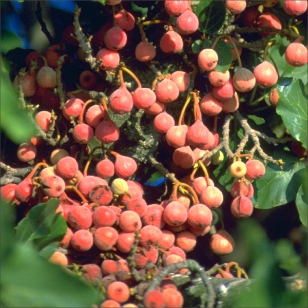A large cluster of sycamore figs