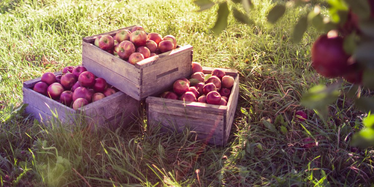 Crates of apples in an orchard