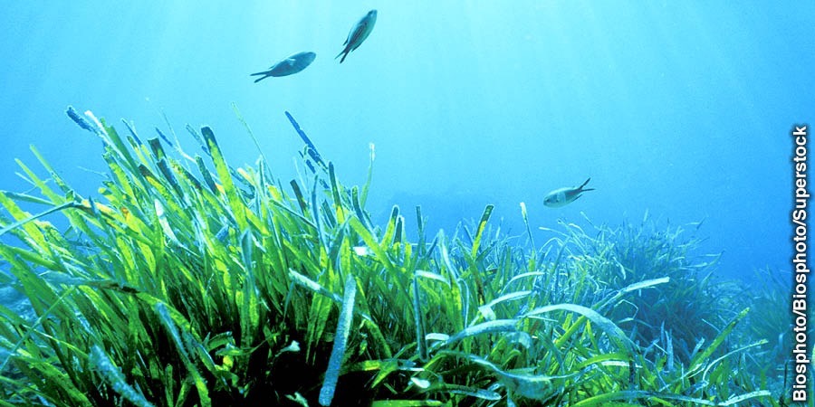 Seagrass