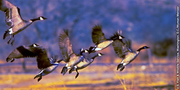 Un grupo de gansos volando.