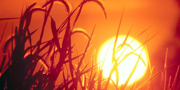 El sol saliendo en un campo de trigo.