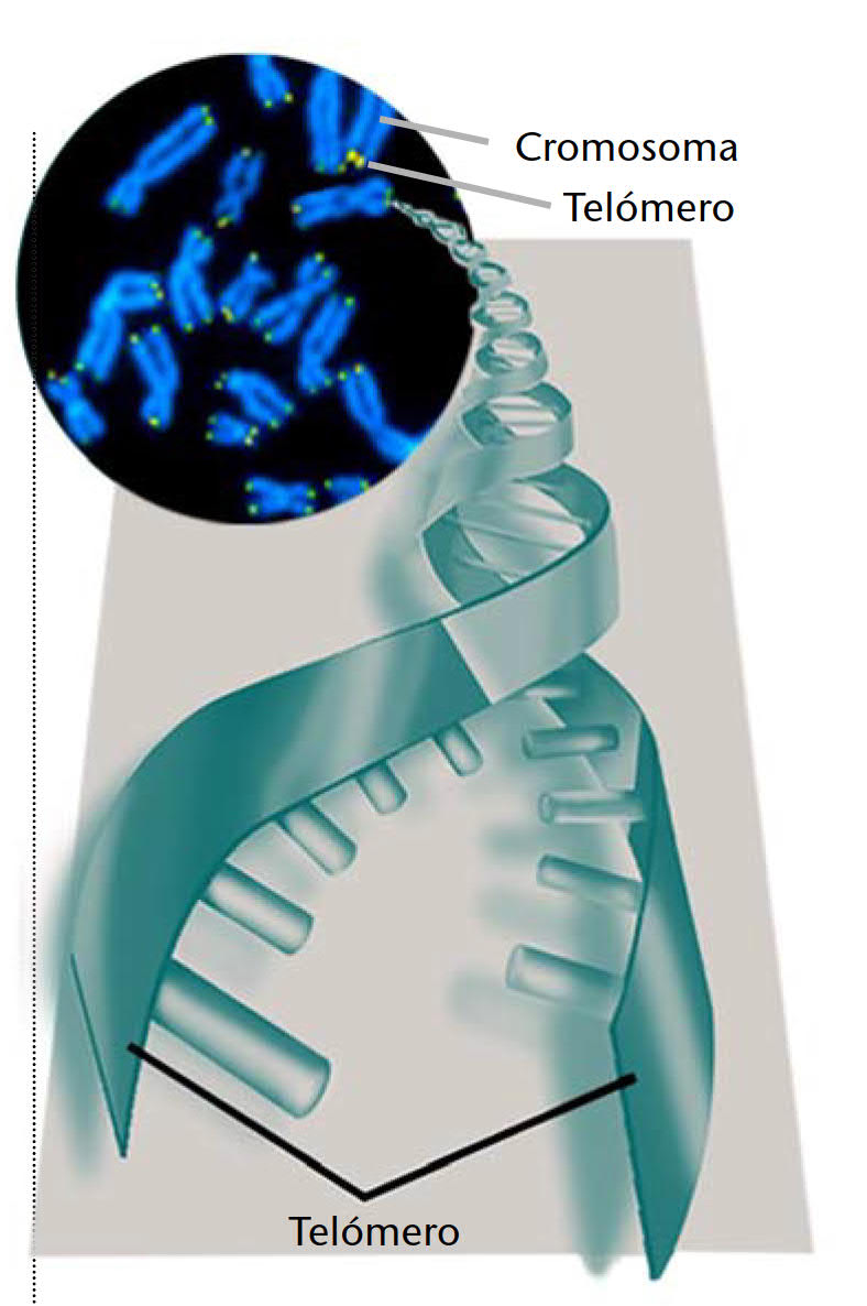 Telómeros y cromosomas