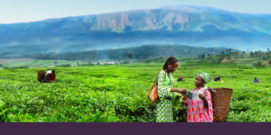 Una publicadora le predica a una mujer en una plantación de té en Camerún