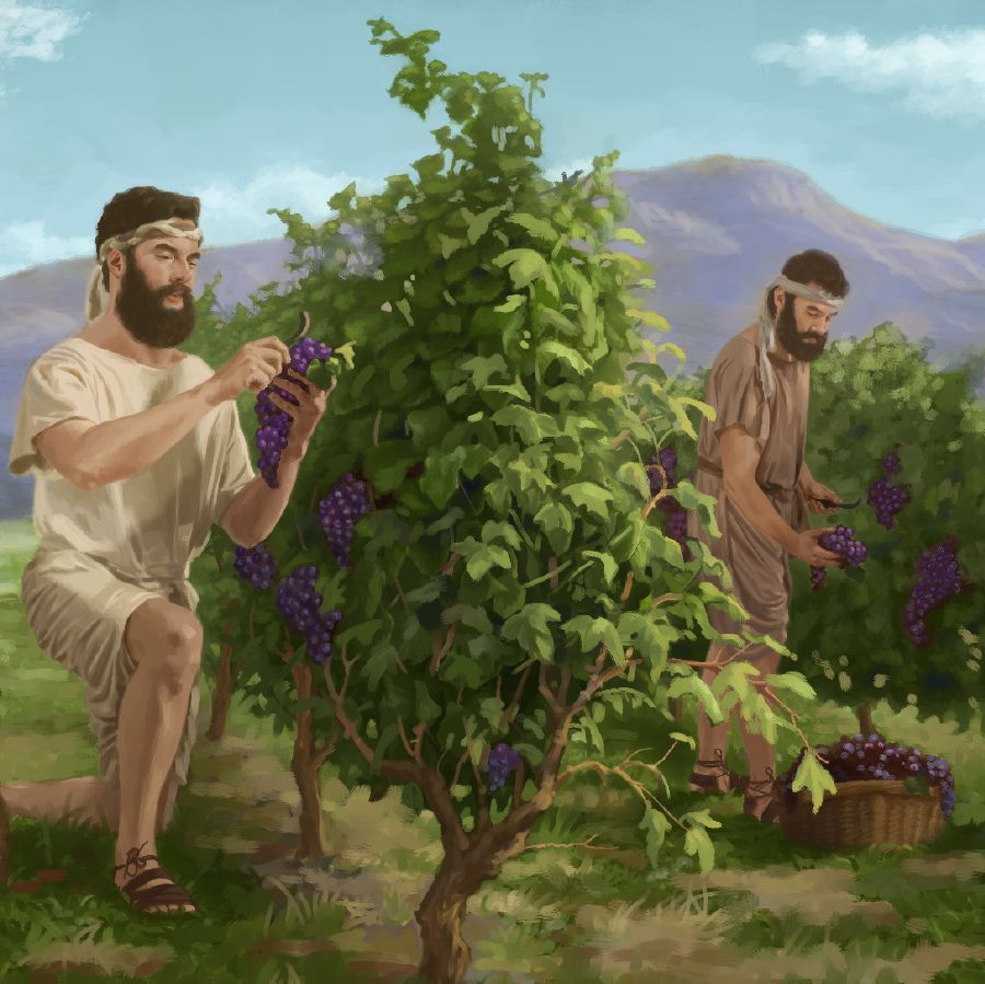 Unos hombres cosechando muchas uvas en la tierra de Israel.