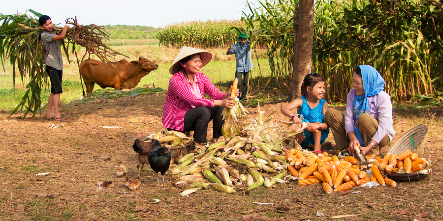 Una familia trabaja junta cosechando maíz