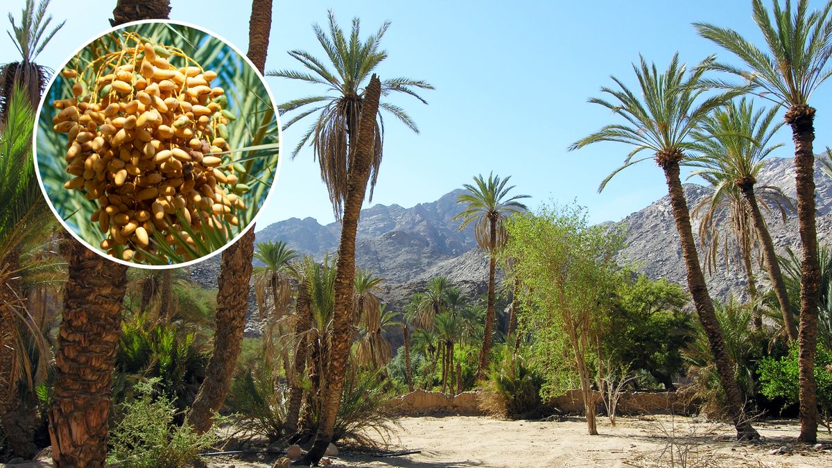 Palmeras datileras de un oasis. En un círculo se ve un racimo de dátiles en una palmera.