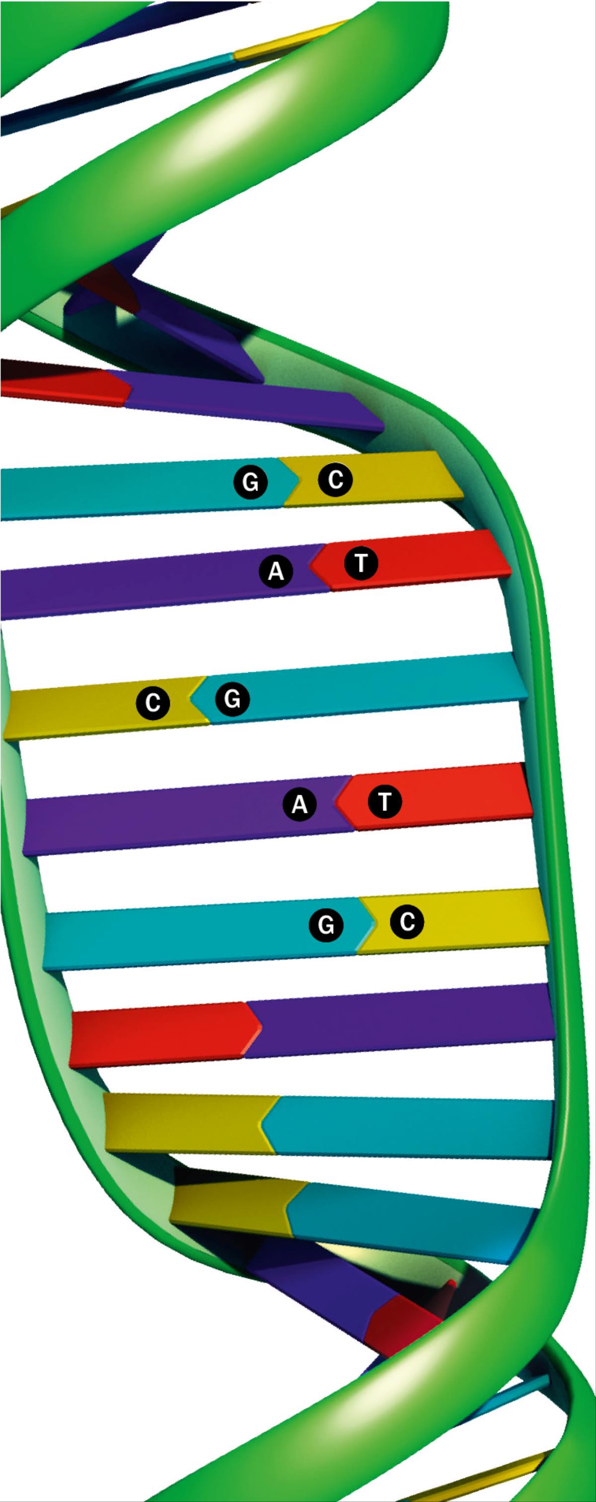 DNA-redel