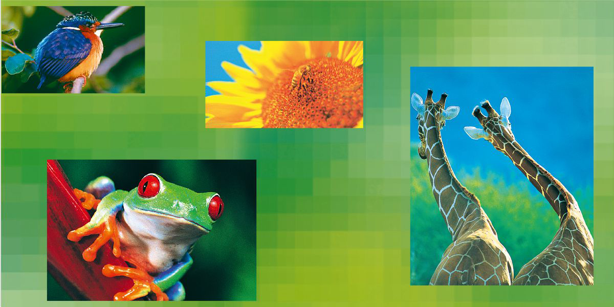 زرافه،‏ گل آفتاب‌گردان،‏ پرنده،‏ قورباغه